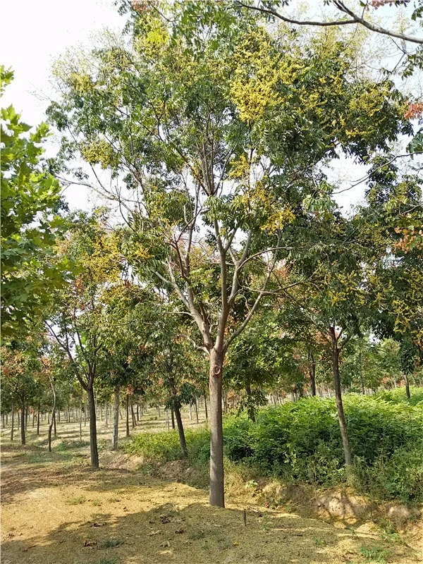 栾树-花瓣网