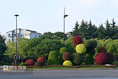 汤水水水采集到植物——市政道路