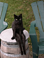 This cat just sitting like a human, casually. | 18 Pictures That Prove Cats Are Evolving