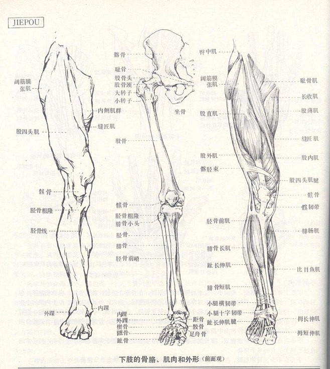 眼耳口鼻手足腿臂  结构黄皮书   （明...