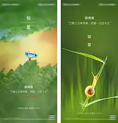 【素材能量站】海报 地产 二十四节气 惊蛰 绿叶 蜗牛 |318866 