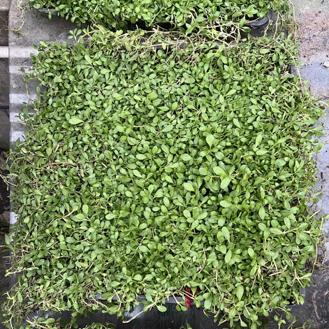 姬岩垂草-花瓣网