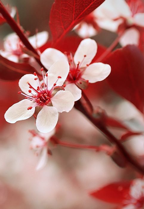 Stunning red and whi...