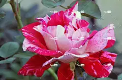 玫瑰 花卉背景 花壁纸 有条纹的 斑 花 花的 自然 植物