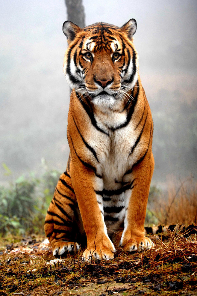 食肉目猫科豹属华南虎