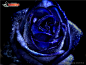 蓝色玫瑰花图片素材