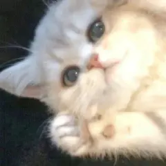 猫咪头像 - 高清图片，堆糖，美图壁纸兴趣社区