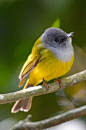 方尾鹟 Culicicapa ceylonensis 雀形目 鹟科方尾鹟属 又名灰头仙鹟
Grey-headed Canary-flycatcher