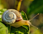 snail-snail-shell-slow-animal-53203
