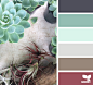 succulent palette