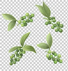 藤椒青花椒插画图片下载