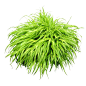 芒草-001
http://www.immediateentourage.com/wp-content/uploads/2013/06/Grassy-Bush-1024x1024.png