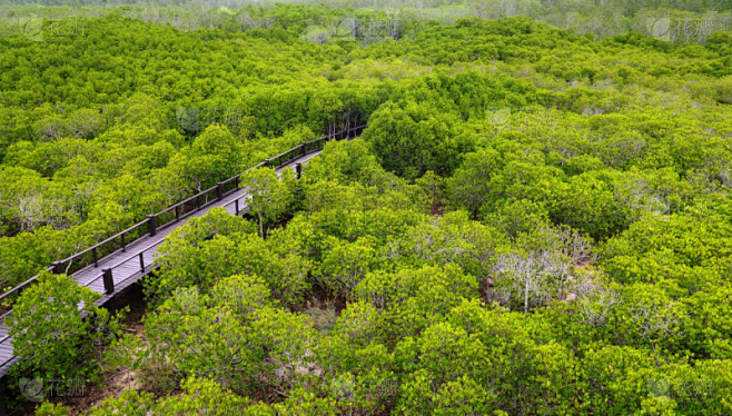 红树林,航拍视角,自然,热带气候,风景,图像,国家公园,海洋,木板路,无人