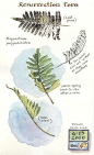 Resurrection fern , originally uploaded by Elizabeth Smith . A captivating little fern found throughout Florida, resurrection fern is name...
