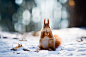 General 2560x1704 snow squirrel animals winter bokeh leaves depth of field