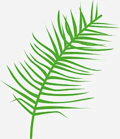 手绘棕榈叶叶子高清素材 夏天 异国情调 手绘 树叶 树木 棕榈叶 棕榈树 植物 热带 热带棕榈芭蕉叶 热带植物 环境 绘画 自然 免抠png 设计图片 免费下载