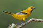 黄拟鹂 Icterus nigrogularis 雀形目 拟鹂科
Yellow Oriole (Icterus nigrogularis) by Kester Clarke on 500px