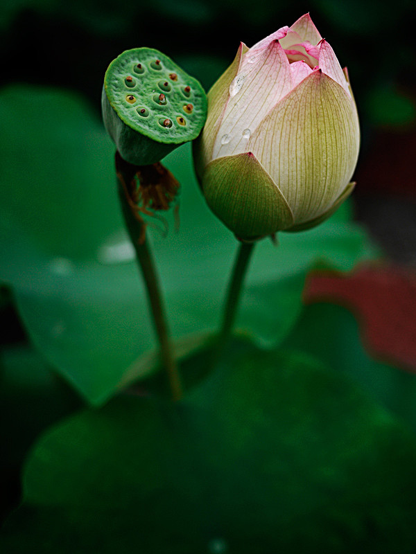 花又开好了