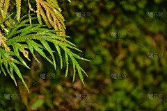 在印度尼西亚的热带雨林中，有许多生长在悬崖、山谷、藤蔓和灌木丛中的巨型蕨类树。可以用作背景和壁纸。网