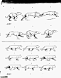 四足动物的运动规律 <wbr>并附经典参考图讲解