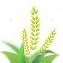 手绘插画芒种麦子元素高清模板免费下载-趣麦麦图
