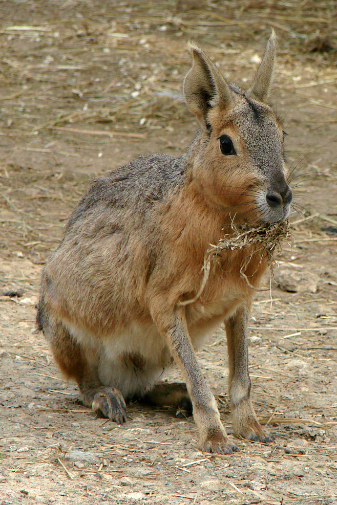 啮齿目豚鼠科长耳豚鼠属兔豚鼠