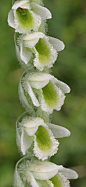 ~Orchid: Spiranthes  兰花