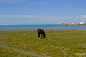 青海湖P49--P52：在这里，拿着相机可以任意拍，随便拍出来的都是一幅幅田园风...