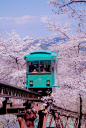 Sakura, Japan. - Delicately and poetically, Japanese culture blossoms every morning through many ways. Their praised cuisine is undoubtedly an expression of it. Check out A Tale of Love and Mochi at TheCultureTrip.com: