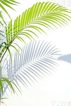 palm leaves and shadows