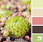 succulent color