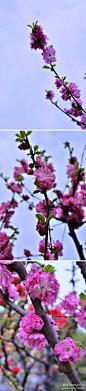 蔷薇科 桃属 榆叶梅（Amygdalus triloba）别名小桃红，因其叶片像榆树叶，花朵酷似梅花而得名