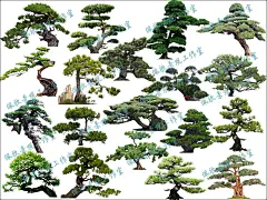庭院花园2D造型树罗汉松五针松植物SU模型sketchup景观设计素材库-淘宝网