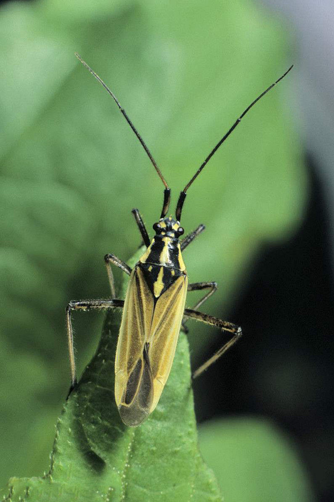 半翅目显角亚目盲蝽科盲蝽