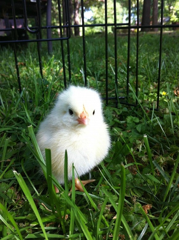 小鸡