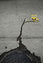 50 Inspiring Urban Street Arts by OaKoAk