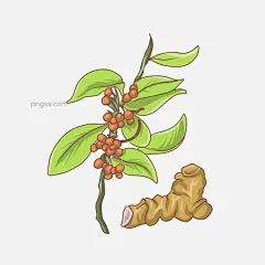养生中药材草枝插画图片大小3000x3000px 图片尺寸835.52 KB 来自PNG搜索网 pngss.com 免费免扣png素材下载！草枝#插画#卡通手绘#秋季#养生#养生中药材#中药材#