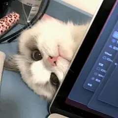 猫咪头像 - 高清图片，堆糖，美图壁纸兴趣社区
