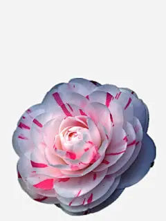 彩色山茶花_新图网 https://ixintu.com 白色底色 粉色条纹 山茶花 开花
