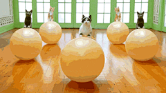猪兔宝宝采集到GIF