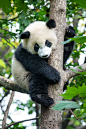 青年人,熊猫,可爱的,濒危物种,自然界的状态,野生动物,环境,哺乳纲,小的,生物