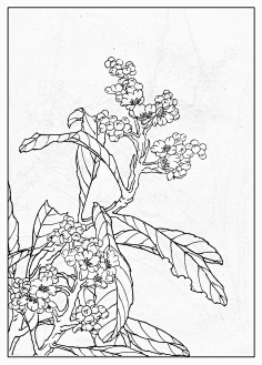 白描花卉73年版