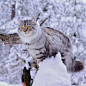 雪地里的西伯利亚森林猫。早安
fr/sterlingsilvercat ​​​​