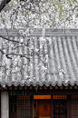 云峰山寺院前的杏花。