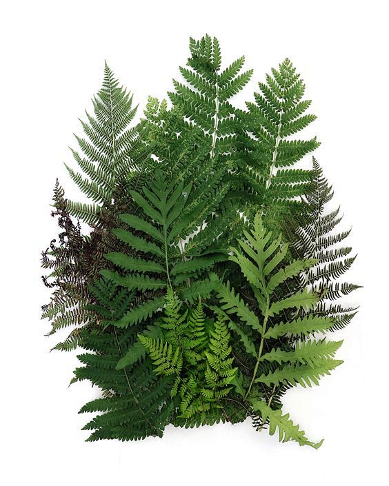 ferns (mary jo hoffm...