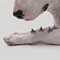 Renan Viana 的迷你世界 迷你 萌 系列摄影 玩具 旅行 影像日记 宠物摄影 可爱 