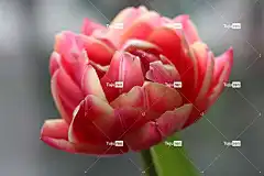 郁金香 花卉背景 美丽的花朵 花朵 谷物 粉红色的花朵 花壁纸 花