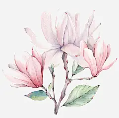 手绘粉色的玉兰花高清素材 春天 玉兰 粉色 花朵 元素 免抠png 设计图片 免费下载 页面网页 平面电商 创意素材