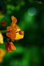 Photograph Ladybird, ladybird, fly away home by Mohan Duwal on 500px