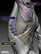 Latissimus dorsi and Erector spinae, Anatomy For Sculptors : Latissimus dorsi is a superficial muscle that covers the largest part of the back. It’s form is diverse and influenced by many factors. The picture shows how the erector spinae deep muscles infl